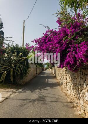 Bougainvillea e muro di pietra a secco. Fiori e piante. Vegetazione mediterranea, ville e case adornate da piante dai colori vivaci. Vacanze Foto Stock