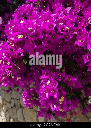 Bougainvillea e muro di pietra a secco. Fiori e piante. Vegetazione mediterranea, ville e case adornate da piante dai colori vivaci. Vacanze Foto Stock