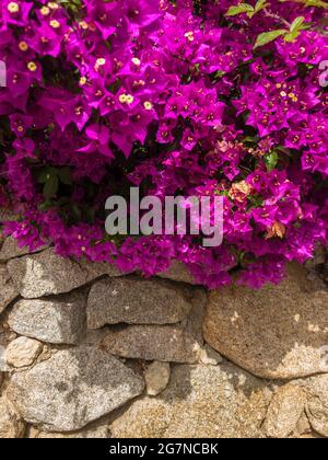 Bougainvillea e muro di pietra a secco. Fiori e piante. Vegetazione mediterranea, ville e case adornate da piante dai colori vivaci. Vacanze Foto Stock