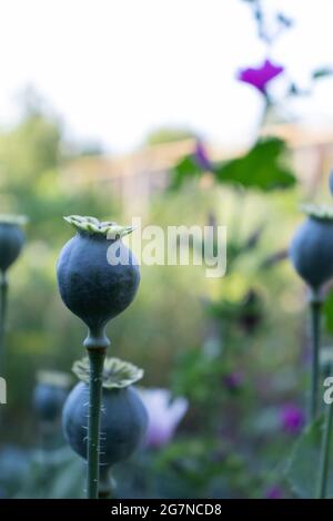 Teste di seme di papavero e fiori che crescono in un giardino. Estate. Foto Stock