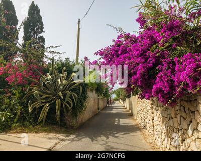 Bougainvillea e muro di pietra a secco. Fiori e piante. Vegetazione mediterranea, ville e case adornate da piante dai colori vivaci. Vacanze Foto Stock