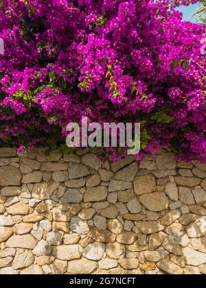 Bougainvillea e muro di pietra a secco. Fiori e piante. Vegetazione mediterranea, ville e case adornate da piante dai colori vivaci. Vacanze Foto Stock