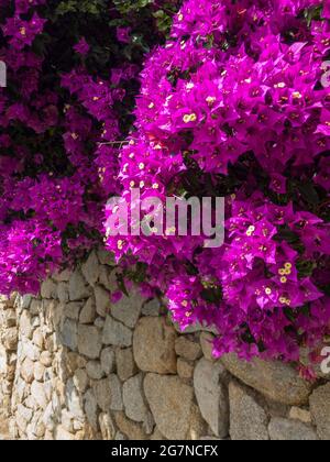 Bougainvillea e muro di pietra a secco. Fiori e piante. Vegetazione mediterranea, ville e case adornate da piante dai colori vivaci. Vacanze Foto Stock