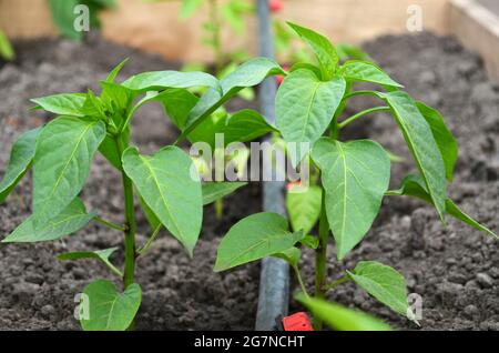 Piante di peperoni giovani con sistema di irrigazione a goccia sul letto da giardino. Concetto di crescita del proprio cibo organico. Foto Stock