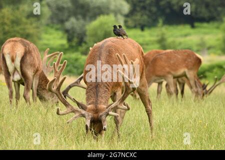 Allevamento di cervi nel Richmond Park, Regno Unito Foto Stock
