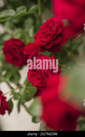 Selettivo di rosso elegante rosa Bush Foto Stock