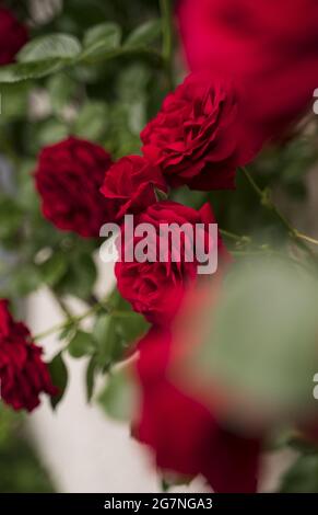 Selettivo di rosso elegante rosa Bush Foto Stock
