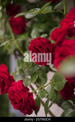 Selettivo di rosso elegante rosa Bush Foto Stock
