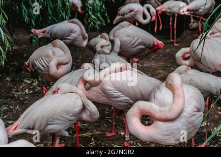 Gruppo di fenicotteri rosa.Rental grande fenicottero, fenicottero roseo, ravvicinato.uccelli esotici in ZOO selective focus.Wildlife animale scene.Natural Foto Stock