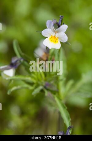 PANSY selvatico TRICOLORE VIOLA Foto Stock