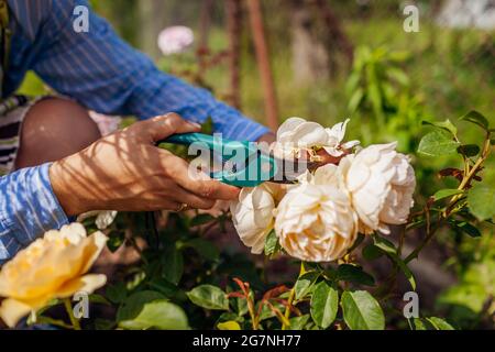 La deadheading della donna ha speso i fianchi della rosa inglese nel giardino estivo. Giardiniere che taglia i fiori selvaggi con la potatrice. Foto Stock