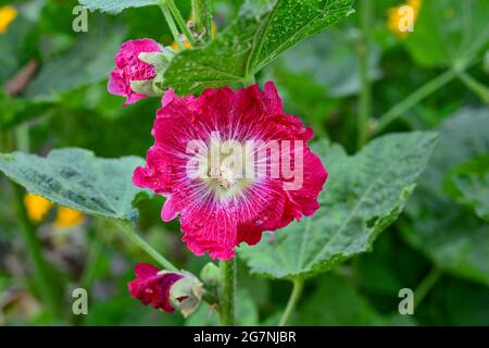 Fiori di mallow rosa in fiore nel giardino estivo. Foto Stock