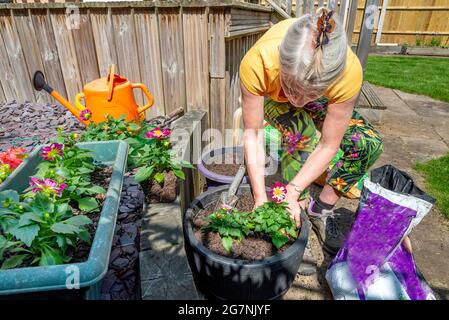 Nel suo cortile posteriore soleggiato piantando piccoli fiori multicolore in vasi di piante da giardino pieni di torba compost per illuminare il suo piccolo giardino. Foto Stock