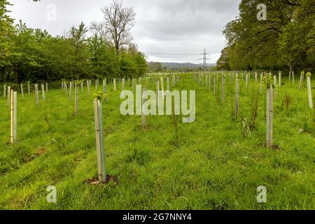 Alberi di recente piantati in un campo vicino Wimborne nel Dorset. Foto Stock