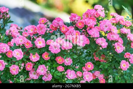 Il vino rosato Rosé è una varietà deliziosamente delicata, che è una grande nuvola di fiori leggermente pallidi, di forma rotonda. Foto Stock