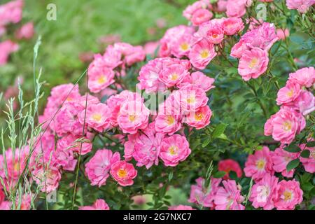 Il vino rosato Rosé è una varietà deliziosamente delicata, che è una grande nuvola di fiori leggermente pallidi, di forma rotonda. Foto Stock