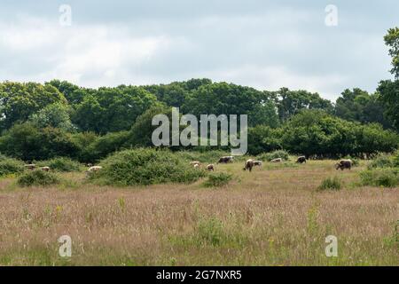 Old English Longhorn Cattle, una razza dura tradizionale, pascolo del Knepp Estate Wildland, un progetto pionieristico di riavvilimento in West Sussex, Inghilterra, Regno Unito Foto Stock