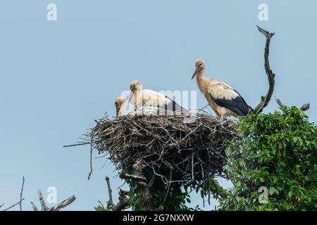 Nido di cicogna bianca con pulcini al Knepp Estate Wildland. Le cicogne fanno parte di un progetto di reintroduzione di successo presso il sito pionieristico di rewilding, Regno Unito Foto Stock