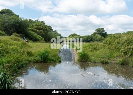 Vista del lago presso il Knepp Estate Wildland, un sito pionieristico di riavvizzimento nel Sussex occidentale, Inghilterra, Regno Unito, durante l'estate Foto Stock