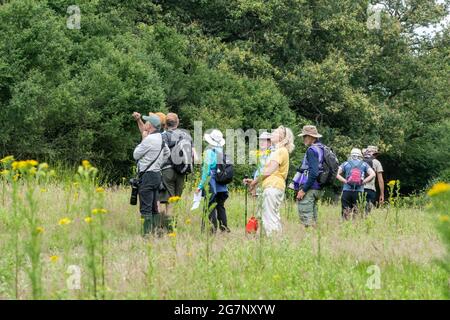 Un gruppo di visitatori sul percorso delle farfalle dell'imperatore viola presso il Knepp Estate Wildland, un sito pionieristico di avvilimento nel West Sussex, Inghilterra, Regno Unito Foto Stock