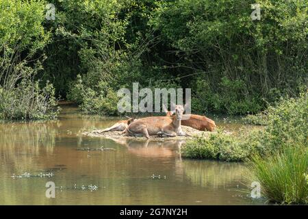 Cervi rossi (Cervus elaphus) nella zona paludosa della Knepp Estate Wildland, un sito di avvizzimento nel Sussex occidentale, Inghilterra, Regno Unito Foto Stock