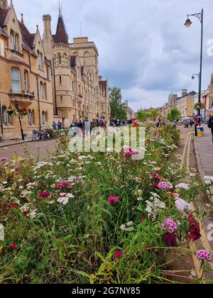 Fiori selvatici che fioriscono come parte del ‘progetto Meadow’ a Broad Street, Oxford, Inghilterra e incorniciano gli edifici storici che vi si affacciano. Broad Street è un'ampia strada nel centro di Oxford, in Inghilterra, appena a nord delle mura della città. La strada è conosciuta per le sue librerie, tra cui la libreria originale di Blackwell al numero 50, che si trova qui a causa dell'Università di Oxford. Tra i residenti, la strada è tradizionalmente conosciuta come il largo. Regno Unito. Foto Stock