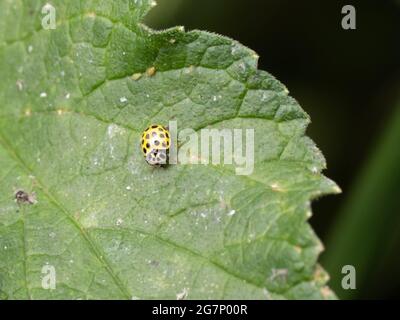 Un Ladybird a 22 punti (Psyllobora vigintiduopunctata) poggiato su una foglia. Foto Stock