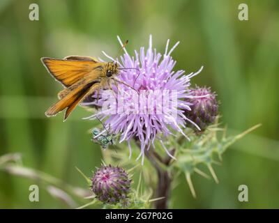 Thymelicus lineola, conosciuto in Europa come lo skipper Essex e in Nord America come lo skipper europeo. Foto Stock