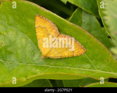 Camptogramma bilineata, la falena gialla della conchiglia, poggiante su una foglia. Foto Stock