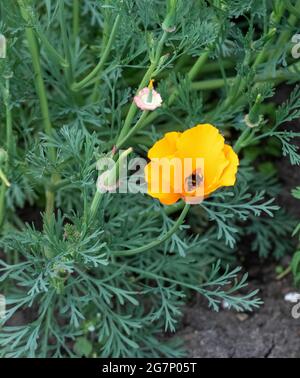 Ape raccogliendo da un fiore giallo Foto Stock