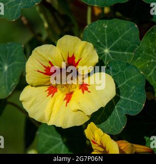 Petali rossi e gialli dei nasturzi Foto Stock