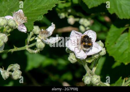 Ape di miele dal fondo bianco che raccoglie polline dalla fioritura della mela Foto Stock