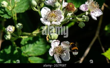 Ape di miele dal fondo bianco che raccoglie polline dalla fioritura della mela Foto Stock