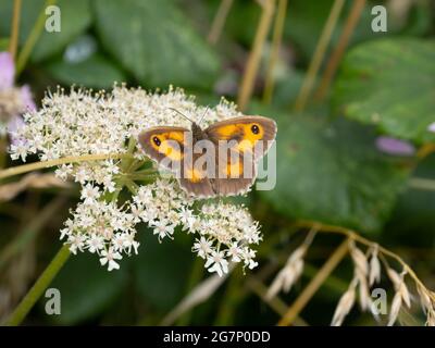 Un maschio Gatekeeper Butterfly conosciuto anche come il marrone di incuneamento (tithonus di Pironia), che si nuce ai fiori bianchi. Foto Stock