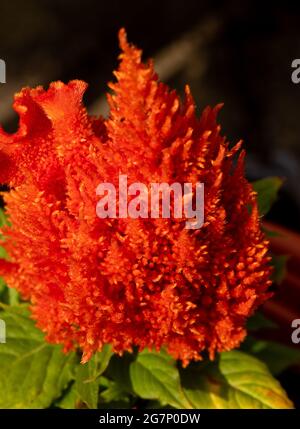 Rosa Celosia fiore in primo piano Foto Stock