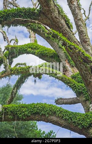 Vecchio morto Live Oak albero lungo una strada sterrata in ft. Bianco, Florida, coperto di felce di Resurrezione che è venuto alla vita verde dopo una pioggia. Foto Stock