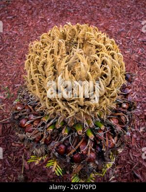 Albero di palma di sago con rimozione frontale completa e che mostra il tronco sormontato con un cono di frutta femminile, in un paesaggio della Florida del Nord. Foto Stock