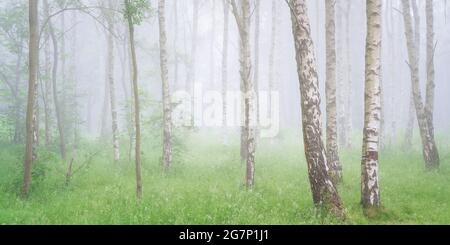 Una mattinata estiva in nebbia nel Chevin Forest Park, Otley offre la separazione tra le nascite d'argento in un piccolo angolo di un tranquillo bosco. Foto Stock