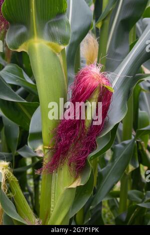 Primo piano di un corncob che cresce in natura con seta di mais che assomiglia ai capelli rossi Foto Stock