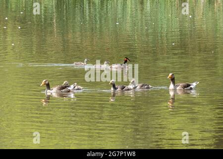 Le oche greylag (Anser anser) e i grandi grebes crestati (Podiceps cristatus) con le famiglie su un lago, Regno Unito, durante il mese di luglio Foto Stock
