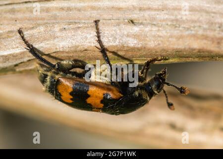 Comune scarabeo di sexton (Nicrophorus vespilloides), una specie di scarabeo di seppellimento colorata, Regno Unito Foto Stock