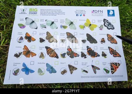 Tabella Big Butterfly Count per l'identificazione delle farfalle da giardino, luglio 2021, gestita da Butterfly Conservation, UK Foto Stock