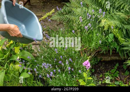 Annaffiatura piante nel giardino con una ciotola di acqua di lavaggio per contribuire a conservare l'acqua durante una siccità estiva, Regno Unito Foto Stock