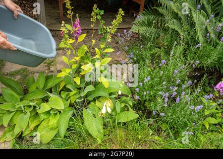 Annaffiatura piante nel giardino con una ciotola di acqua di lavaggio per contribuire a conservare l'acqua durante una siccità estiva, Regno Unito Foto Stock