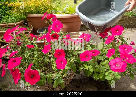 Annaffiatura piante nel giardino con una ciotola di acqua di lavaggio per contribuire a conservare l'acqua durante una siccità estiva, Regno Unito Foto Stock