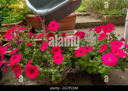 Annaffiatura piante nel giardino con una ciotola di acqua di lavaggio per contribuire a conservare l'acqua durante una siccità estiva, Regno Unito Foto Stock