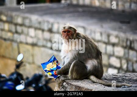 Primo piano del macaco rhesus o mulatta di Macaca scimmia mangiare rubato sacchetto di patatine da alcune persone che stavano camminando a Bangalore, India Foto Stock
