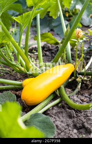 vista verticale di coppia di zucchine mature dorate sul terreno in orto primo piano Foto Stock