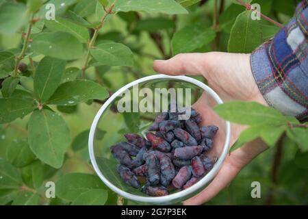 La mano di una donna tiene un piatto con frutti di bosco di miele sullo sfondo di un cespuglio dopo la pioggia. Foto Stock