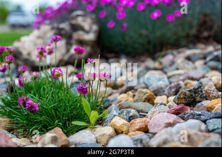 Fuoco selettivo su un singolo tegole che si nasconde in un cerotto di fiori decorativi Foto Stock